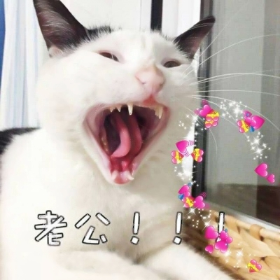 搞怪动物情侣头像来啦！带字创意款共12张高清图