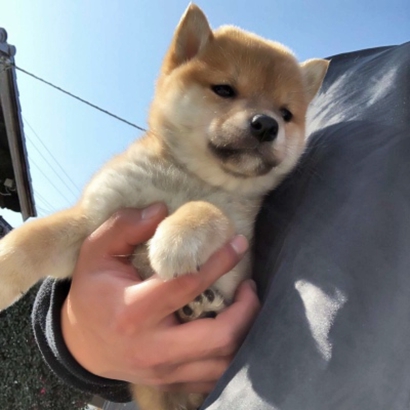 超萌宠物情侣头像！高清一对两张共26张合集