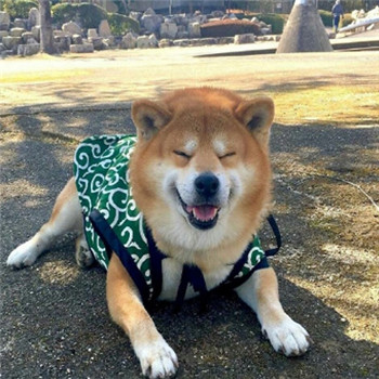 超萌柴犬情侣头像！一对左右两张共18张高清图