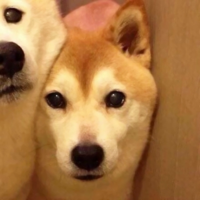 22组超萌搞怪萌宠情侣头像！一对两张高清可爱款