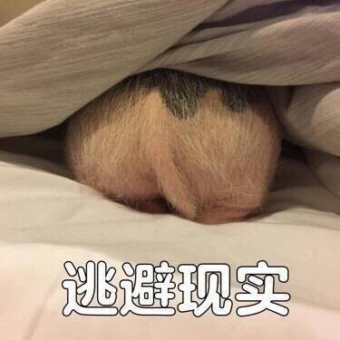 最近超火的无水印表情包合集