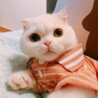 超萌猫咪情侣头像！16组一左一右高清配对图来啦