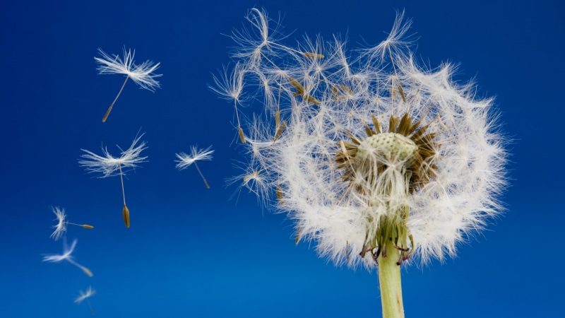 蓝色背景飞舞蒲公英 超好看的高清电脑花卉壁纸