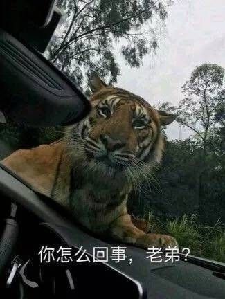 火出圈的“你怎么回事，老弟”表情包合集来了