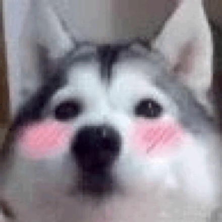 狗狗斗图表情包来啦！