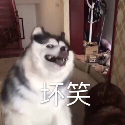 今天聊天用啥表情？这份热门表情包合集请收好