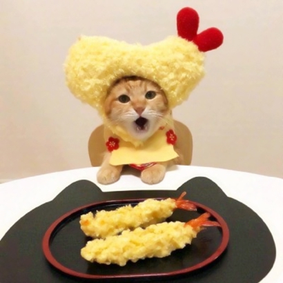 软萌猫咪情侣头像来啦！20张高清可爱的一对两张头像