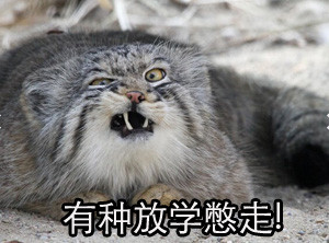 放学别走！这套带喵喵梗的表情包火了