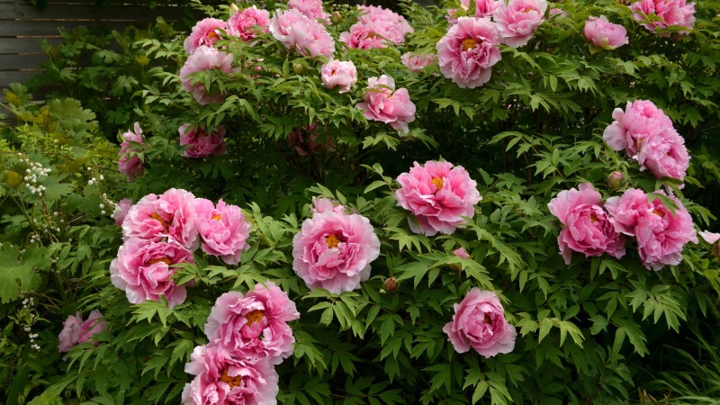 这款带绿叶的粉牡丹电脑壁纸 高清花卉桌面背景任你选