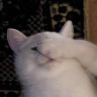 抖音爆火的可爱猫咪情侣头像，26张高清图直接抱走