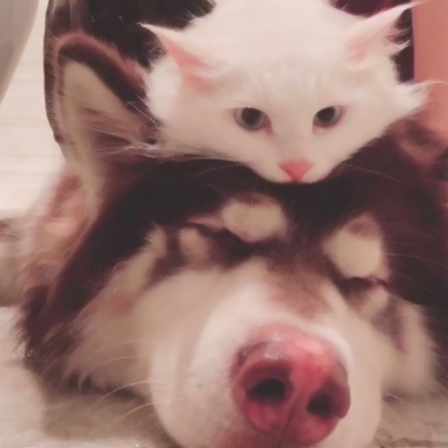 搞怪又萌的动物情侣头像来啦！28张高清搞笑可爱款任你挑