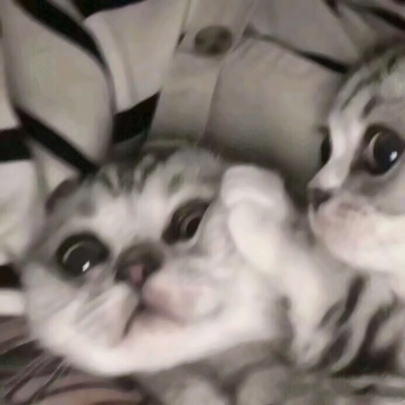 28张搞怪超萌猫咪情侣头像 可爱高清情头合集