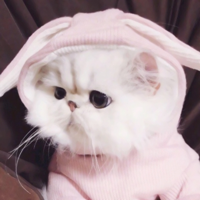 搞怪又萌的动物情侣头像来啦！28张高清搞笑可爱款任你挑