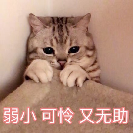 8月12日热门斗图表情包合集