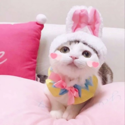 超萌萌宠情侣头像合集！12张高清可爱款直接抱走