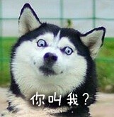 撸狗狂喜！这套汪星人表情包直接封神