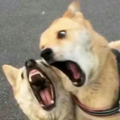 超萌可爱！8组动物情侣头像一对两张高清合集