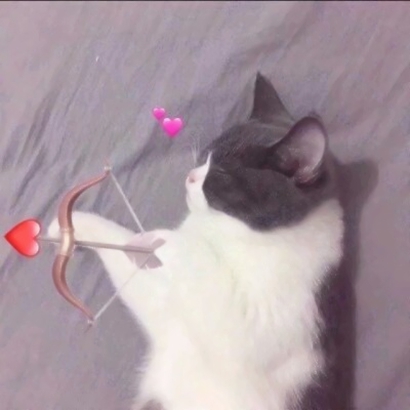 36张可爱猫咪情侣头像 高清卖萌一对两张头像合集