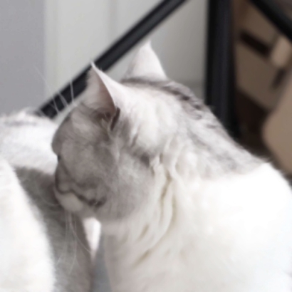 超萌宠物情侣头像！高清一对两张共26张合集