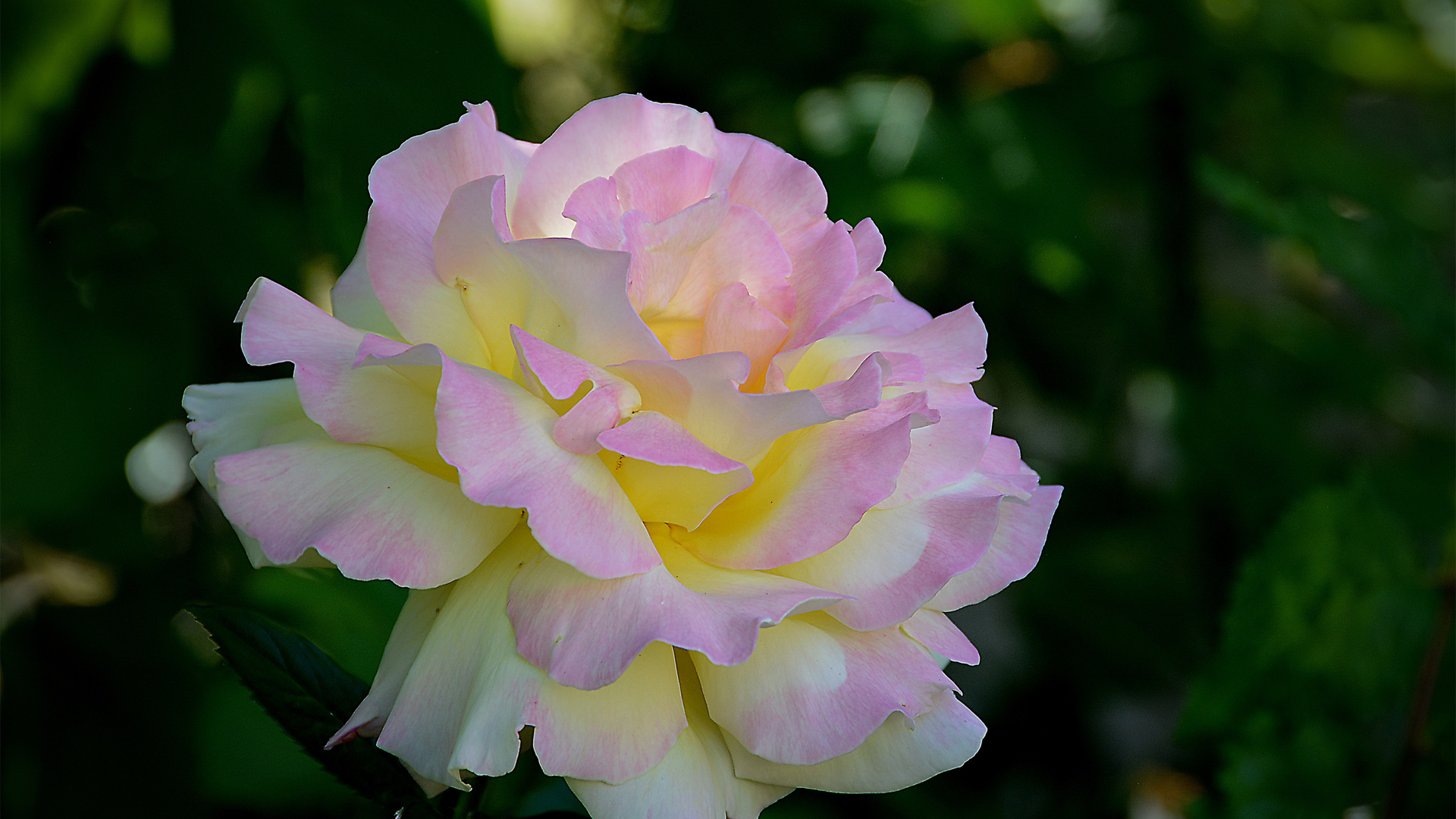 玫瑰花瓣高清电脑壁纸合集