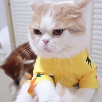 超萌！12张一猫一狗CP情侣头像，又甜又好笑