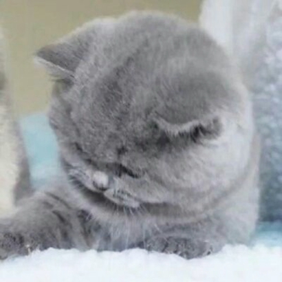 36张可爱猫咪情侣头像 高清卖萌一对两张头像合集