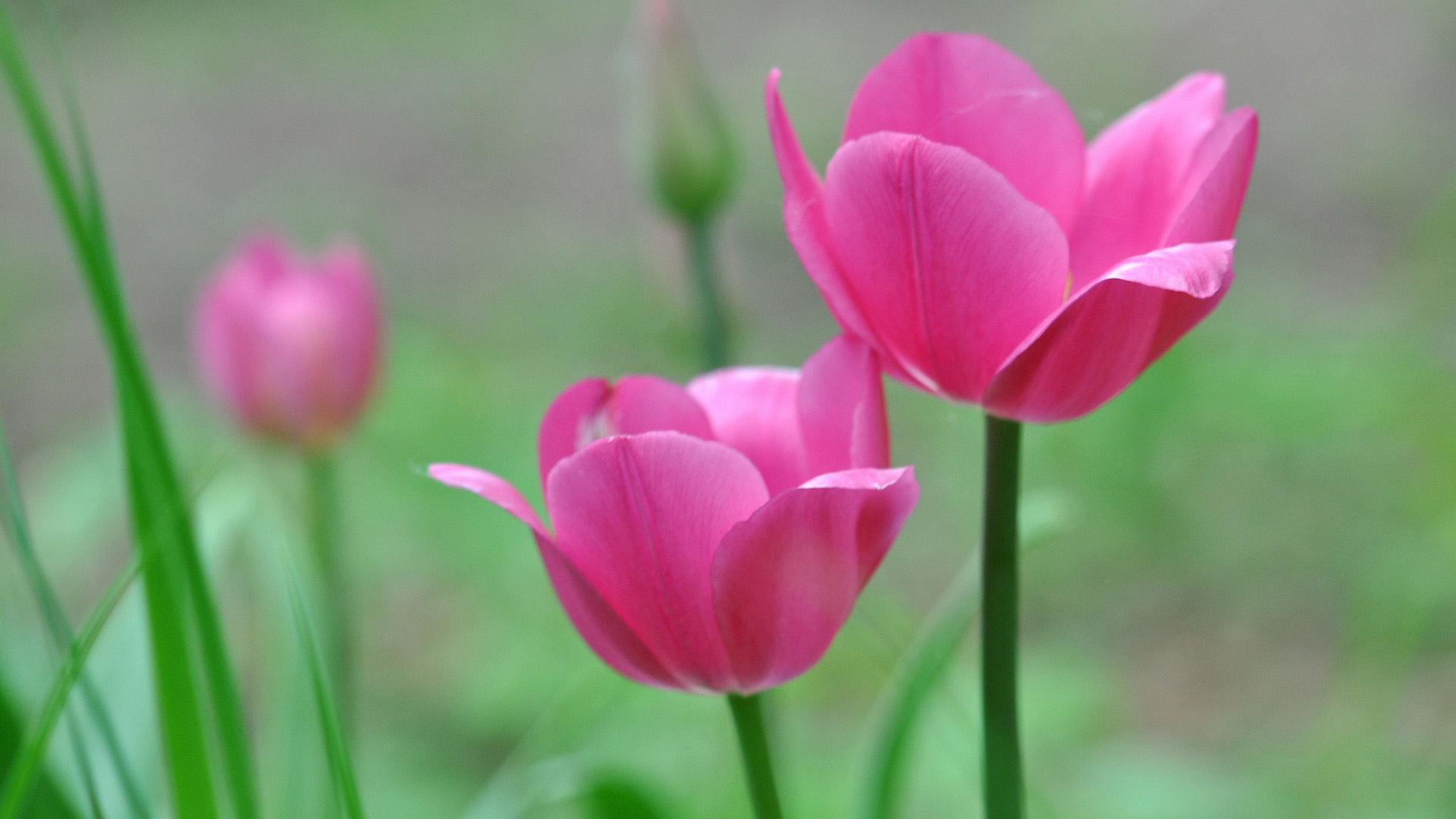 粉色郁金香花瓣电脑桌面高清壁纸 花卉动漫风可选