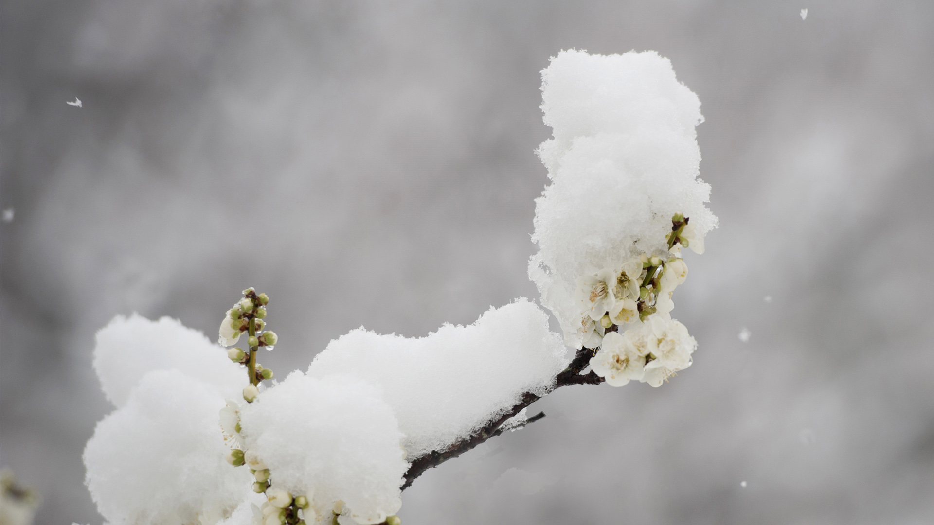 雪中梅花电脑桌面动漫壁纸高清上线啦