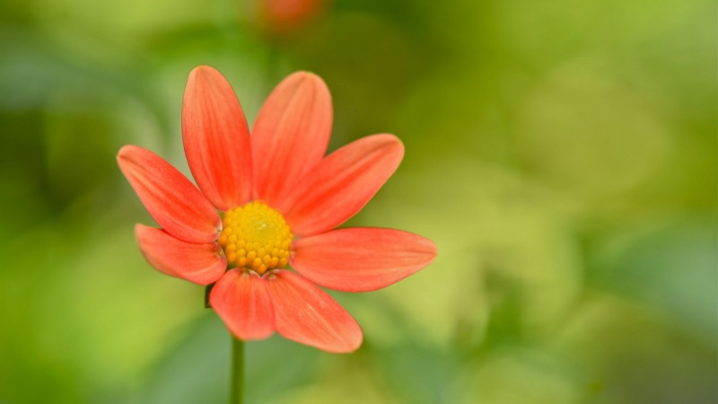 这款带绿背景的粉色小碎花电脑壁纸太治愈了！