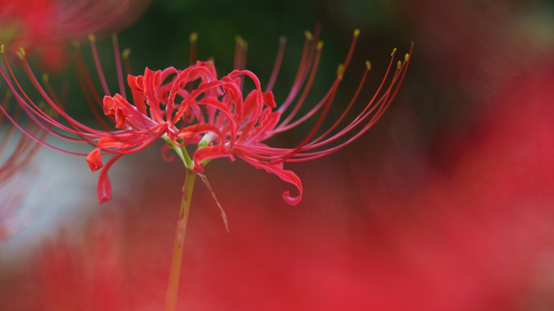石蒜花彼岸花电脑壁纸合集 高清花卉桌面壁纸