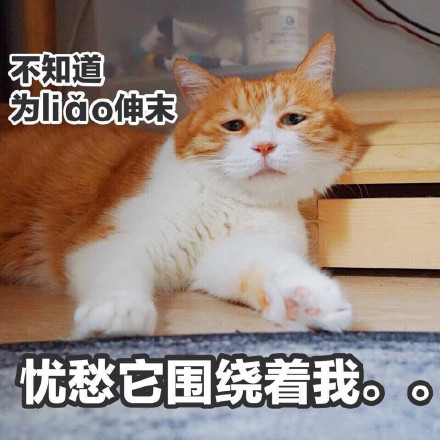 聊天斗图不用愁！这份精选表情包合集直接拿去用