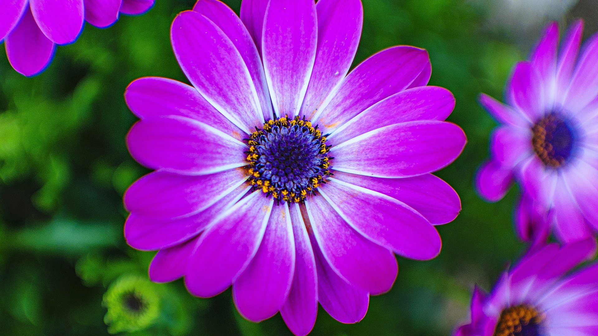 紫色花瓣自然花卉电脑桌面壁纸 多款高清尺寸可选