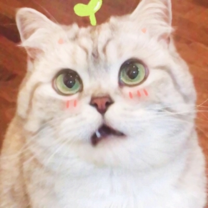 超萌可爱！8组动物情侣头像一对两张高清合集