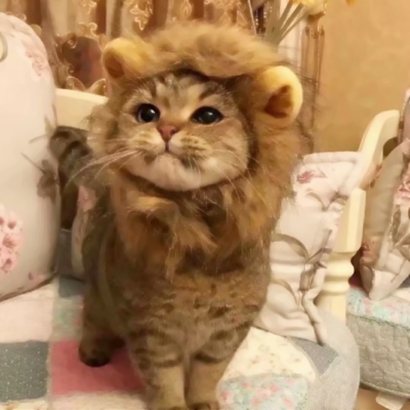 20张蠢萌猫狗情侣头像 高清可爱还能当情头用