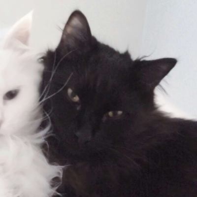 超萌猫咪情侣头像来啦！10张高清可爱款直接抱走