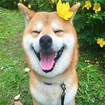 超萌柴犬情侣头像！一对左右两张共18张高清图