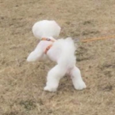 微信可爱情侣头像！10张高清一对两张的软萌系头像合集