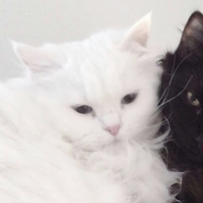 超萌猫咪情侣头像来啦！10张高清可爱款直接抱走