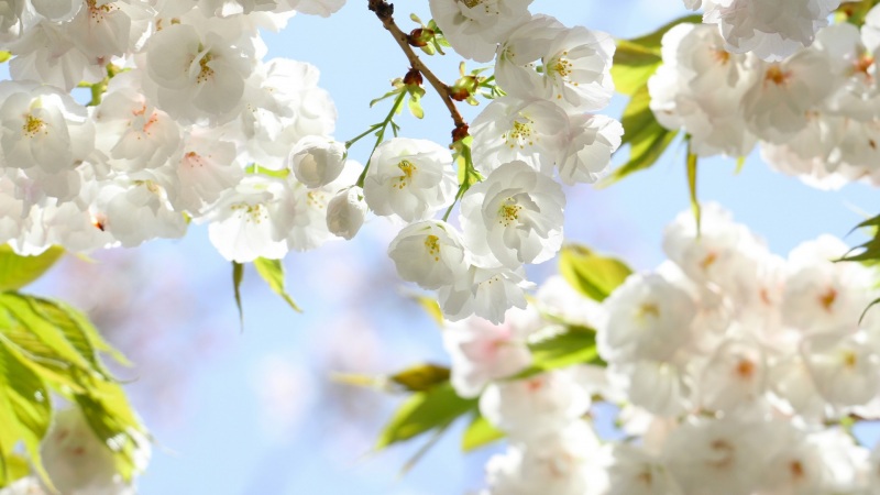 春日樱花电脑壁纸推荐 高清花卉壁纸任你选