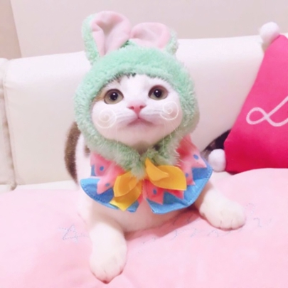 28张搞怪超萌猫咪情侣头像 可爱高清情头合集