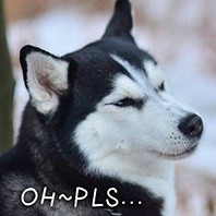 撸狗狂喜！这套汪星人表情包直接封神