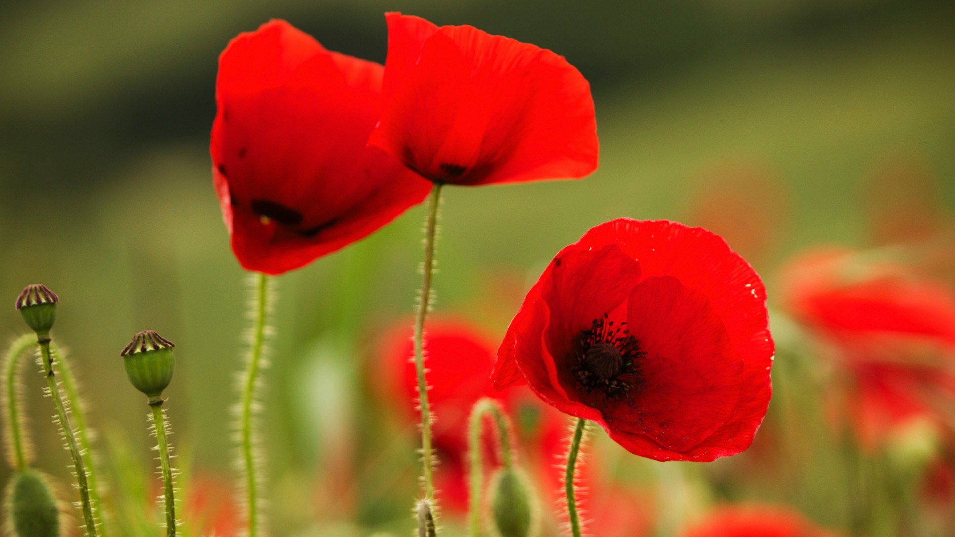红色罂粟花田野壁纸！高清电脑桌面壁纸资源汇总