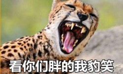 “可以说非常豹笑了”这套表情包火了