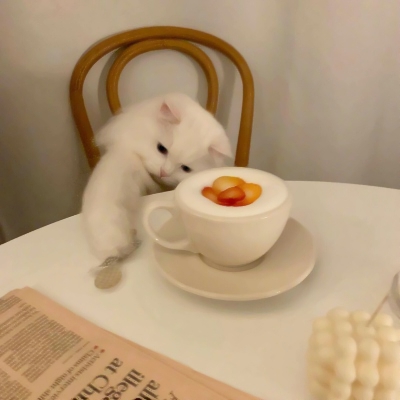 8张超萌小猫情侣头像 可爱治愈的超清猫咪情头合集