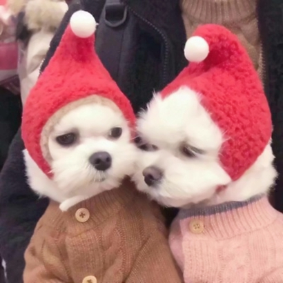 12张超萌猫咪情侣头像 高清可爱一键存