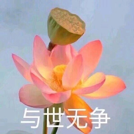一组超治愈佛系荷花表情包来啦