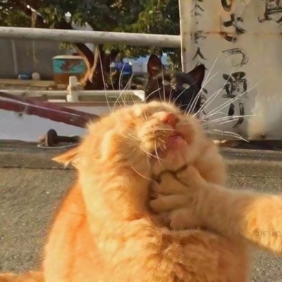 抖音爆火的可爱猫咪情侣头像，26张高清图直接抱走