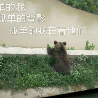 超萌动物情侣头像来啦！10张高清可爱款一次收好