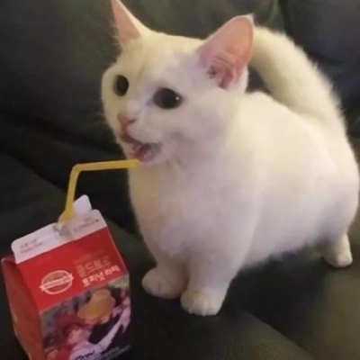 一对两张超萌搞怪猫咪情头 10组可爱情侣头像合集