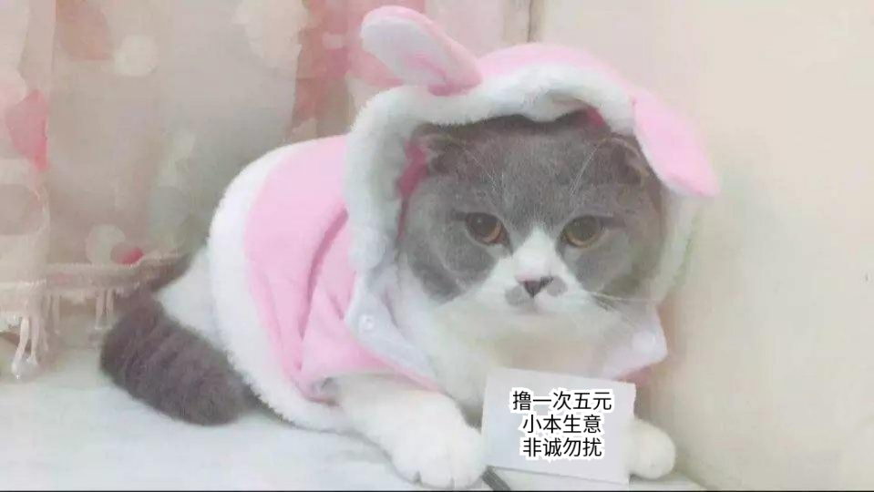 铲屎官狂喜！这套猫咪表情包又萌又能打